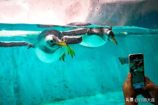 太冷不想多吹风？跟着大连这条地铁线，一路吃喝玩乐逛起来