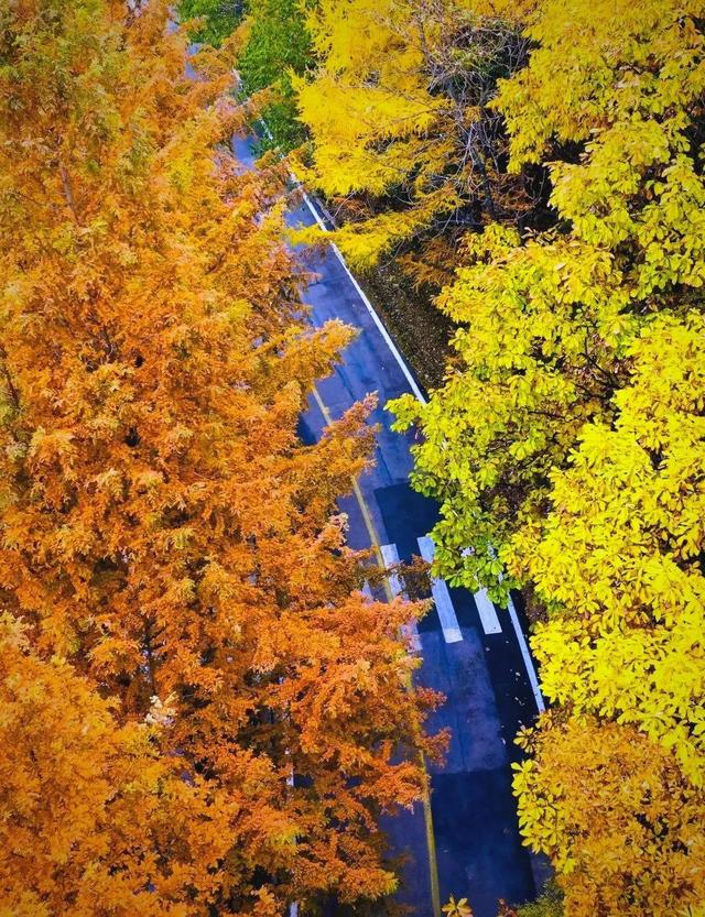 河南白云山的11月,才是秋色顶配!解锁90%游客不知道的神仙玩法