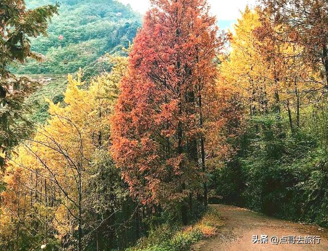 成都大邑爆火彩林，小牛背山、小喀纳斯这里都有，超级惊艳！