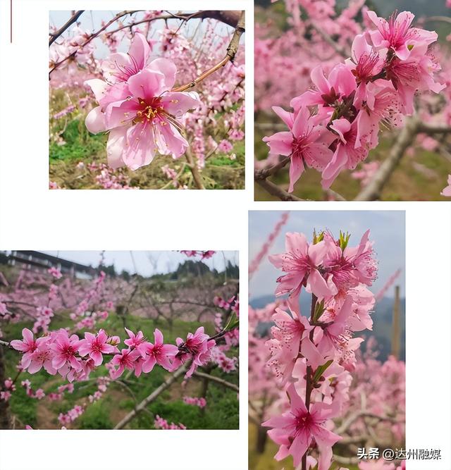 周末去哪儿？来开江这里的300余亩桃花海→