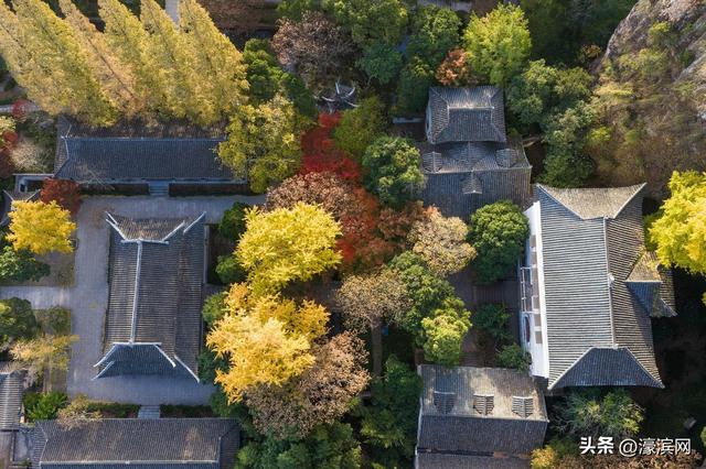 狼山景区赏秋正当时 金色银杏装点诗意山林