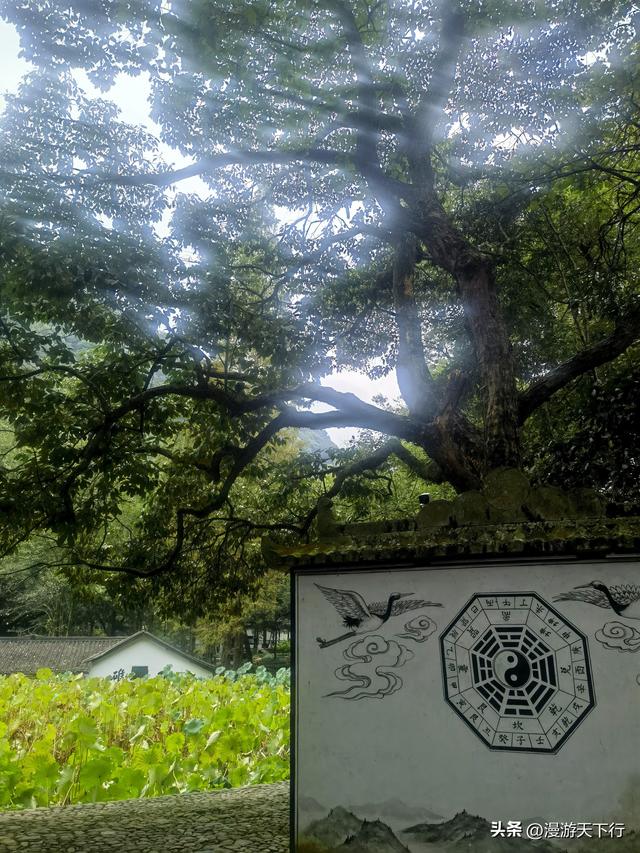 武义郭洞号称江南第一风水村，连坞茶山犹如地球指纹