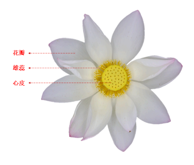 荷塘的香气密码：荷花的香味到底来源于哪里？