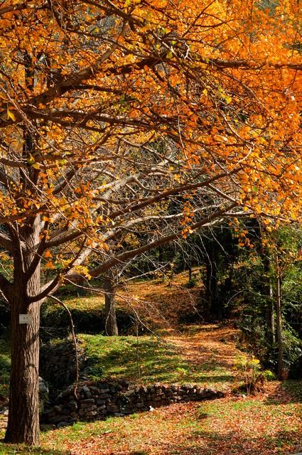 楚天金秋，银杏为笺：湖北五处银杏秘境，邂逅最诗意的流光