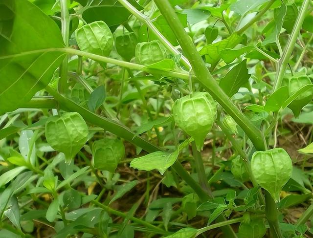 农村越来越少的植物灯笼草，老一辈称之为“补肾果”，您认识吗？