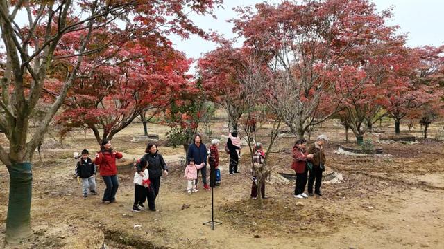 郫都横山村漫山红枫上线，快来赴一场初冬的诗意之约吧~