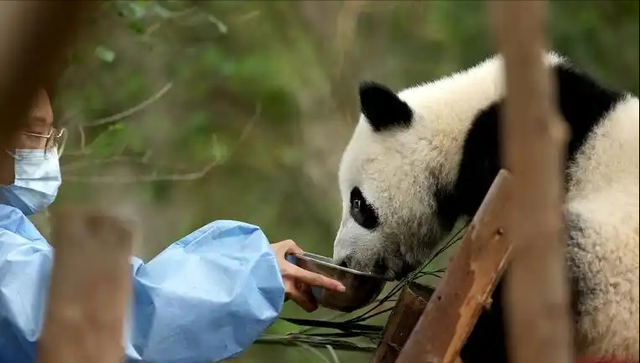 胆大包天！台当局要将中国国宝献给日本？国台办撂下狠话