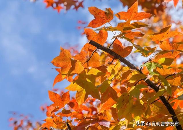 秋染宜居城——深秋的昆阳藏着最惬意的生活模样