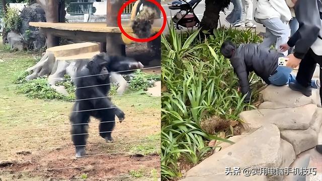 雪豹咬人内幕曝出！村支书还原真相，央视发文怒批，当事人被打脸