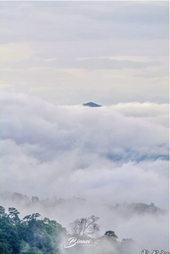 人类的普洱茶，世界的景迈山