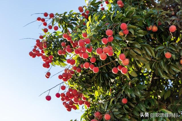 一骑红尘妃子笑，这些旅游地的荔枝价格天差地别，原因是什么呢？