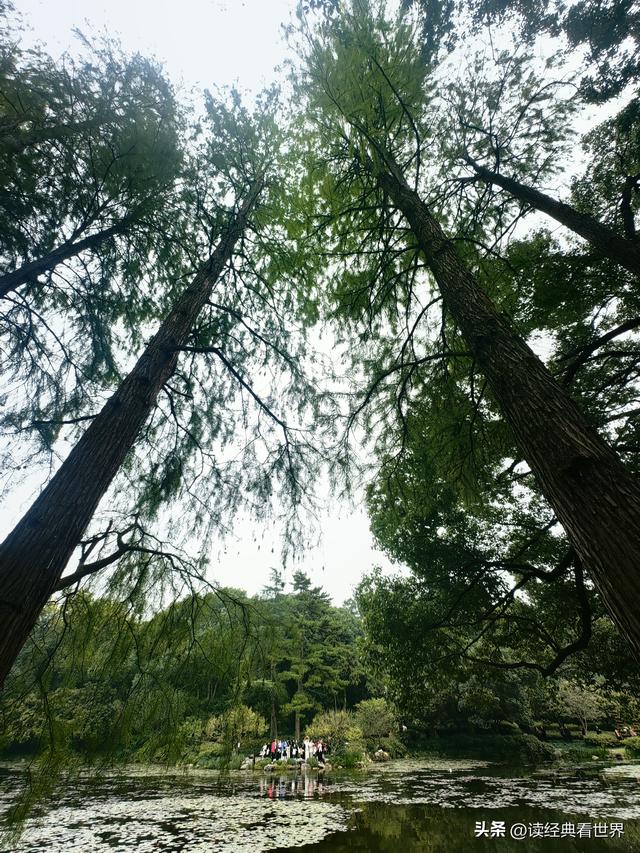 杭州植物园的菊花展——一场关于菊花的饕餮盛宴（一）