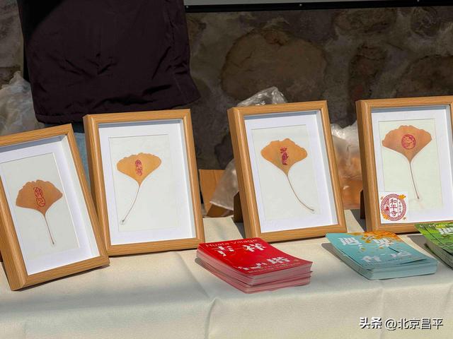 千年银杏“黄金周”开启！花塔村赏秋正当时