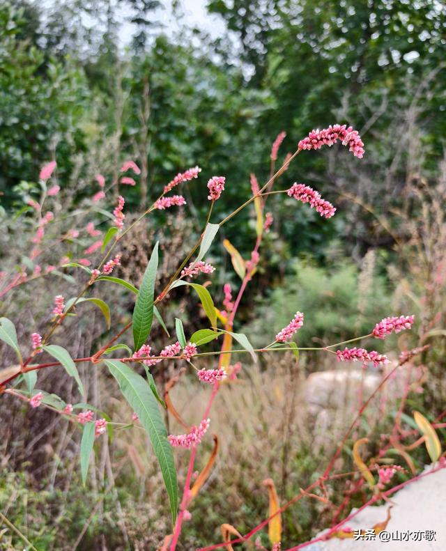 夏天过去了，秋天也过去了，我再也没有见过那个手捧狗尾草的男人