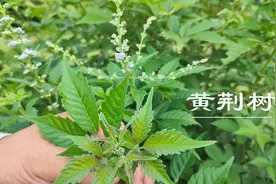 农村常见黄荆树，全株都是宝，叶子当茶叶，绿肥，驱蚊，做灰水粽图片