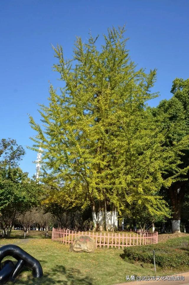 芦花不够看？江滩的银杏已经美疯了！