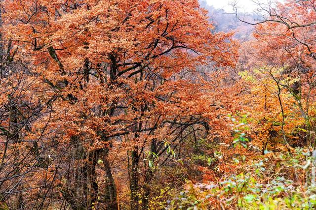 雾锁龙头山，秋染万重山