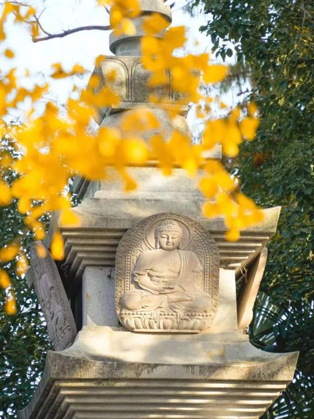 比青山湖人少，比湘湖低调，杭州东北藏着一条“银杏+水杉”组合路线！