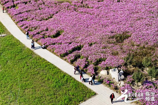 【视觉临汾】山西襄汾：波斯菊花开 美景醉游人