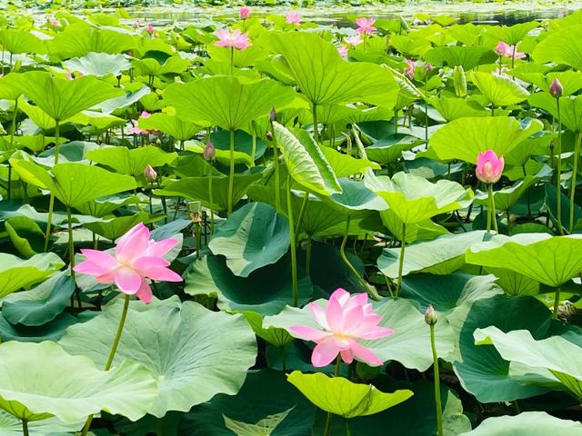 【宝藏旅“图”】集安，“荷”你相约