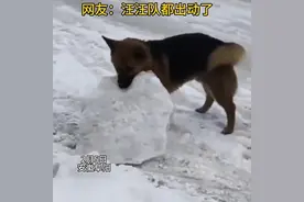 雪后众人清理道路，狗子来帮忙。网友：汪汪队立大功图片