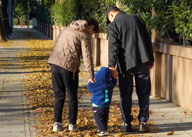 探徐汇｜赴一场落叶之约！徐汇街头美成童话