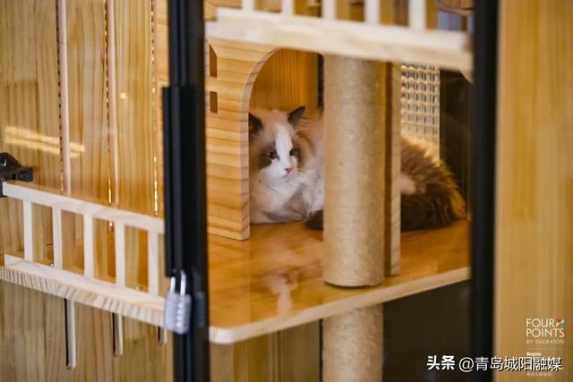 本周末,来城阳!伍佰青岛演唱会酒店景区优惠来了→