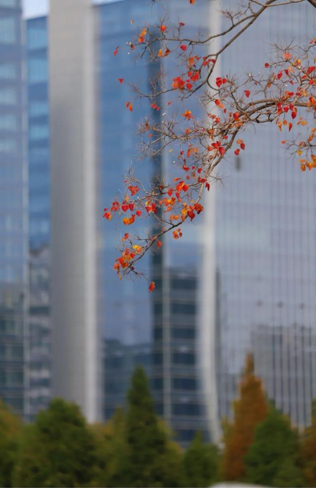 叶落临沂，步步皆是诗意画卷