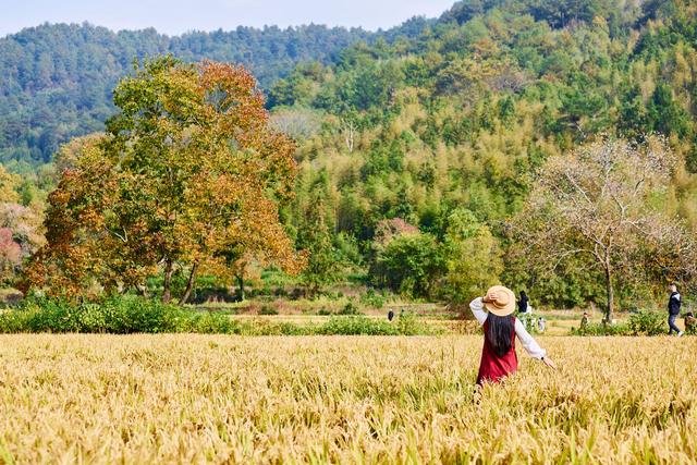 皖南塔川秋韵，正是从水墨到油画的季节，邂逅一场徽州的色彩盛宴