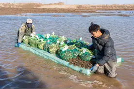 南方“蟹宝宝”喝上黄河水，7500公斤大闸蟹“落户”银川图片