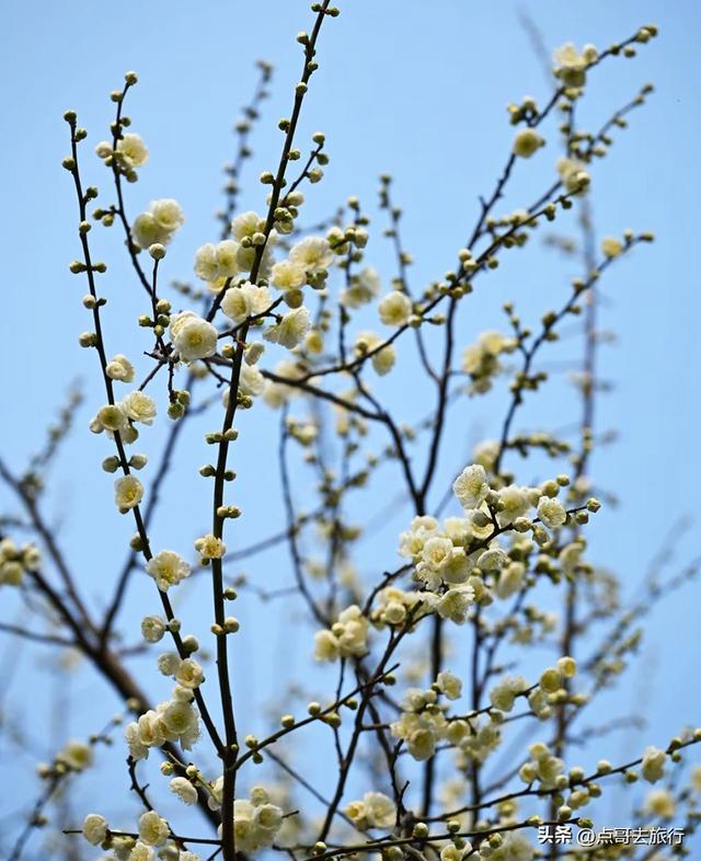 成都市区绿梅、青梅开花了，不用远去大邑，免费，非常惊艳！