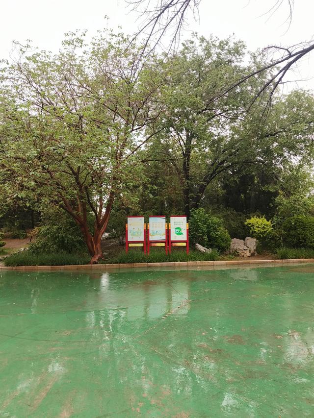天津雨中的《红光公园》