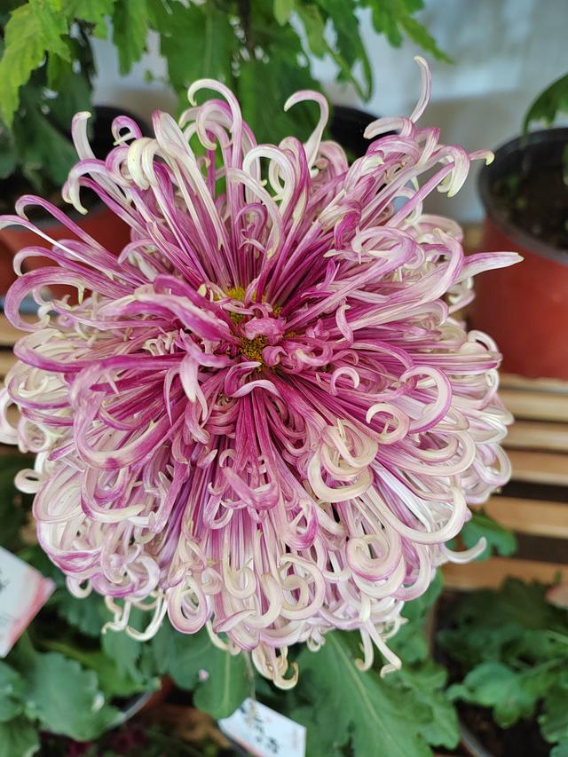 甘州府城菊花飘香