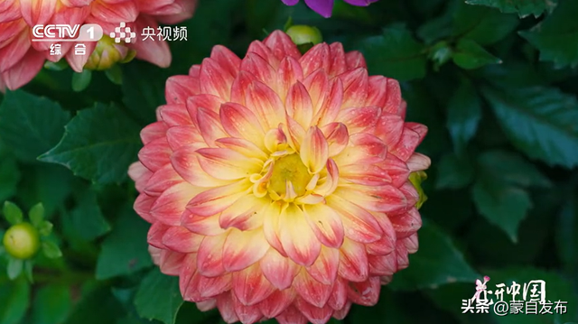 蒙自花开上央视！诚邀晒图，评论区专“宠”鲜花！