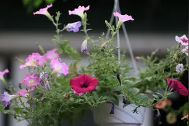 50+岁女人丧偶后要不要再找老伴？55岁的她说出了内心实话图片