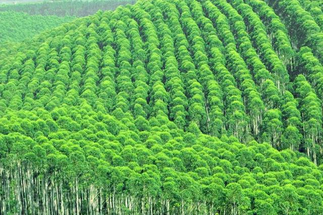 日本和美国早已禁种，中国为何依然大力种植？背后原因不简单