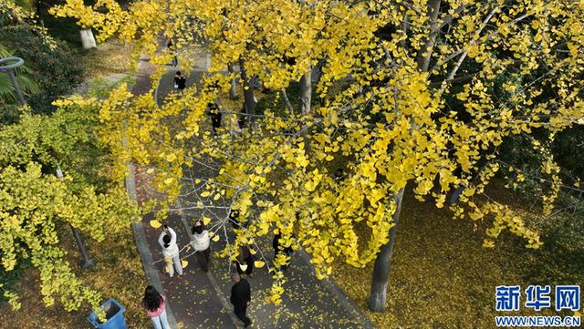 新华网 | 河南南阳：银杏美景吸引市民