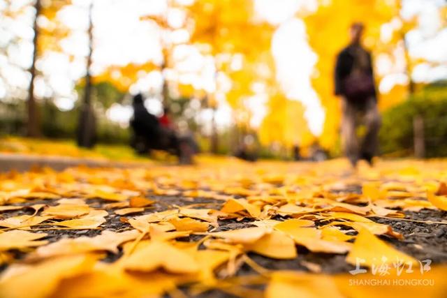 300岁古银杏披上“黄金甲”，“落叶不扫”打造金色打卡点