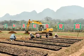 广西崇左这个土特产衍生大产业图片