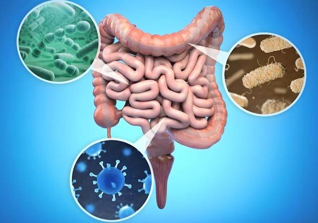 石榴立大功！新发现：石榴竟能在36小时清除50%的肠道“垃圾”