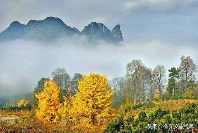 南方四境藏金秋：四大银杏秘境的温柔时光