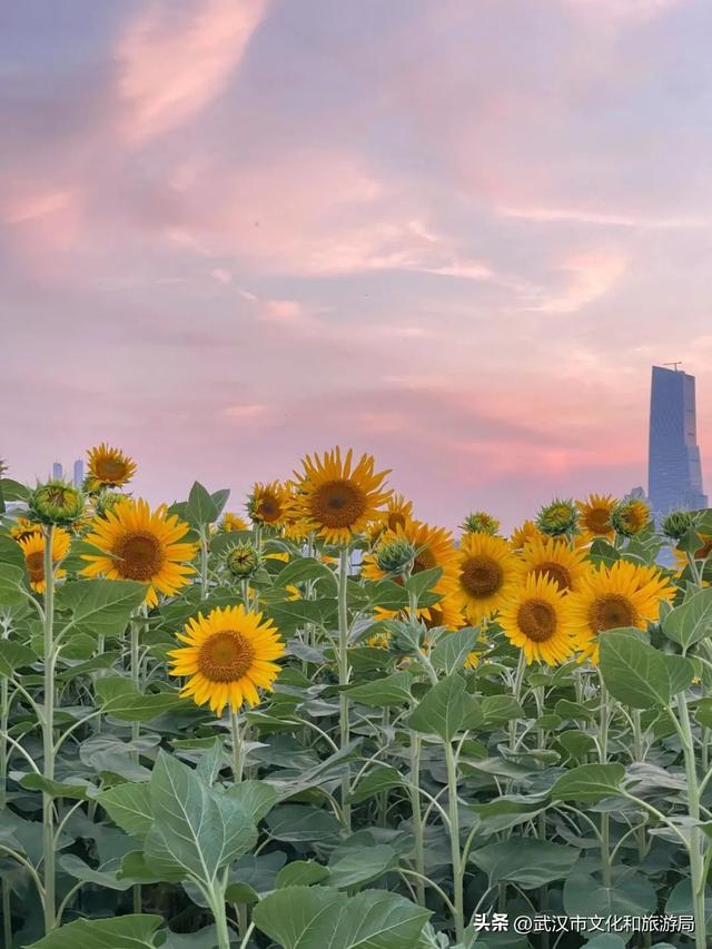 武昌花海又上新，美得很治愈！