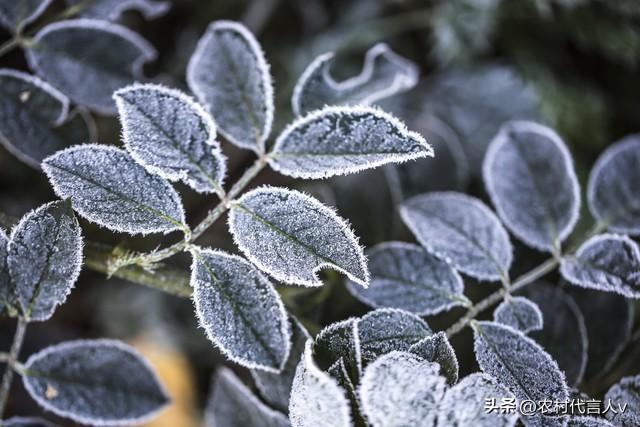“白天霜降，大雪堵门；晚上霜降，单衣过冬”，今年霜降在哪儿？