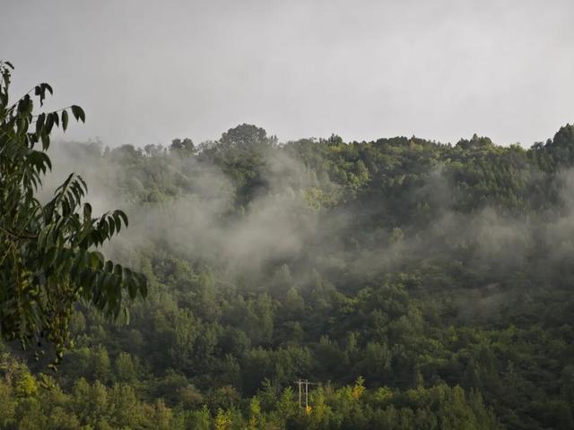 岁月守绿 “森森”不息——探秘甘肃小陇山国家级自然保护区