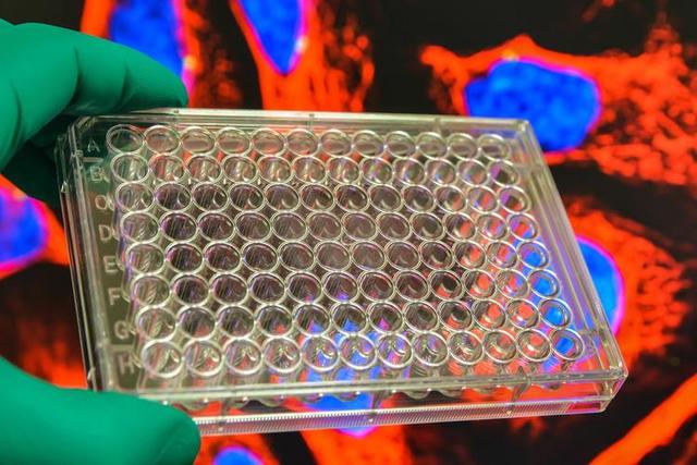 高市早苗对华正式“宣战”！马克龙转头背叛日本	，特朗普告示全球