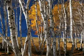 世上最硬木材：子弹射不穿，刀斧劈不烂，却被我国大量收购图片