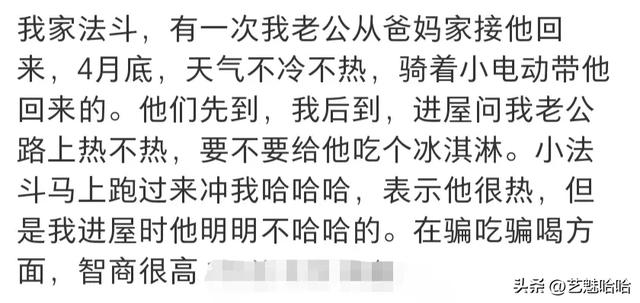 有没有被宠物智商震惊过？网友：那一刻显得我情商还没它高