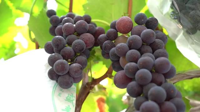 汉源有个月亮湾，月亮湾有个千亩葡萄观光采摘园