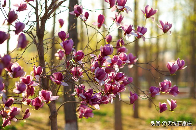 2026年石家庄公园广场春季赏花地图出炉