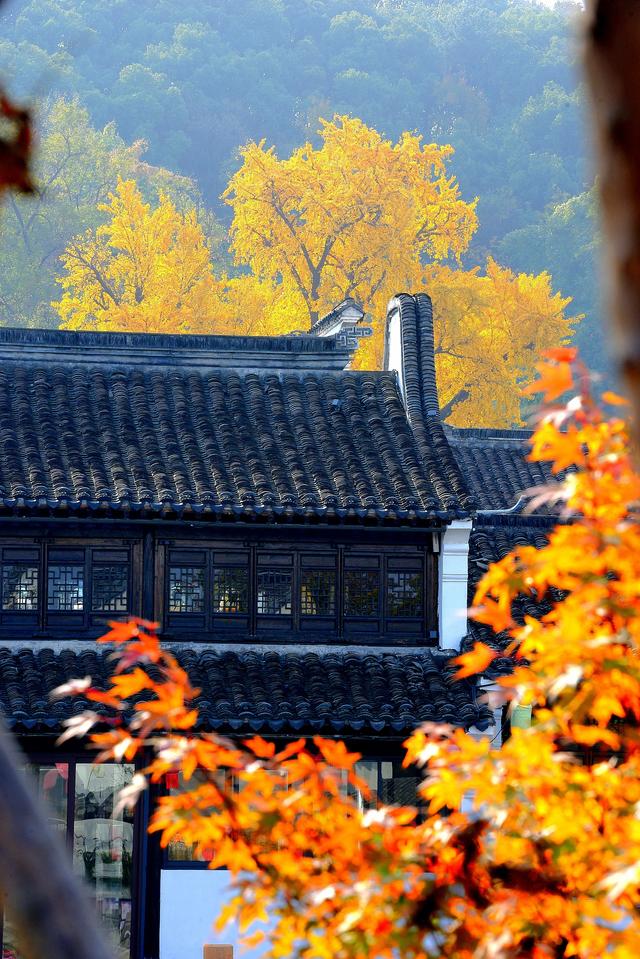 流金暖红裹着的古镇秋时